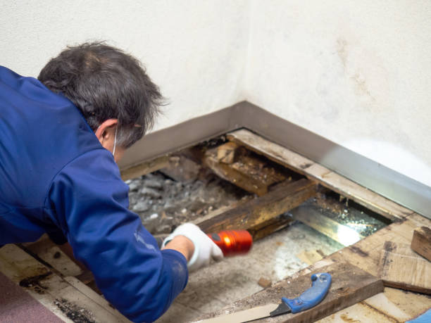 Best Black Mold Removal  in Cordaville, MA