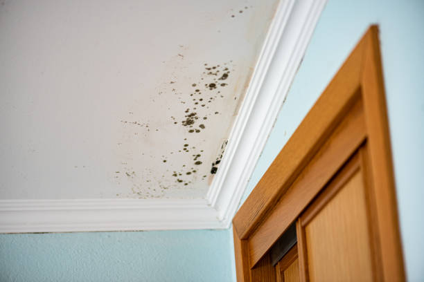 Best Attic Mold Removal  in Cordaville, MA