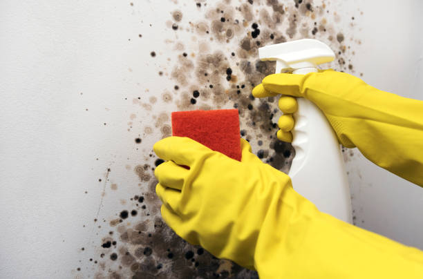 Best Attic Mold Removal  in Cordaville, MA